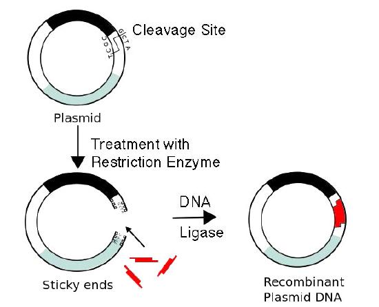 Biochemistry_Page_881_Image_0003.jpg