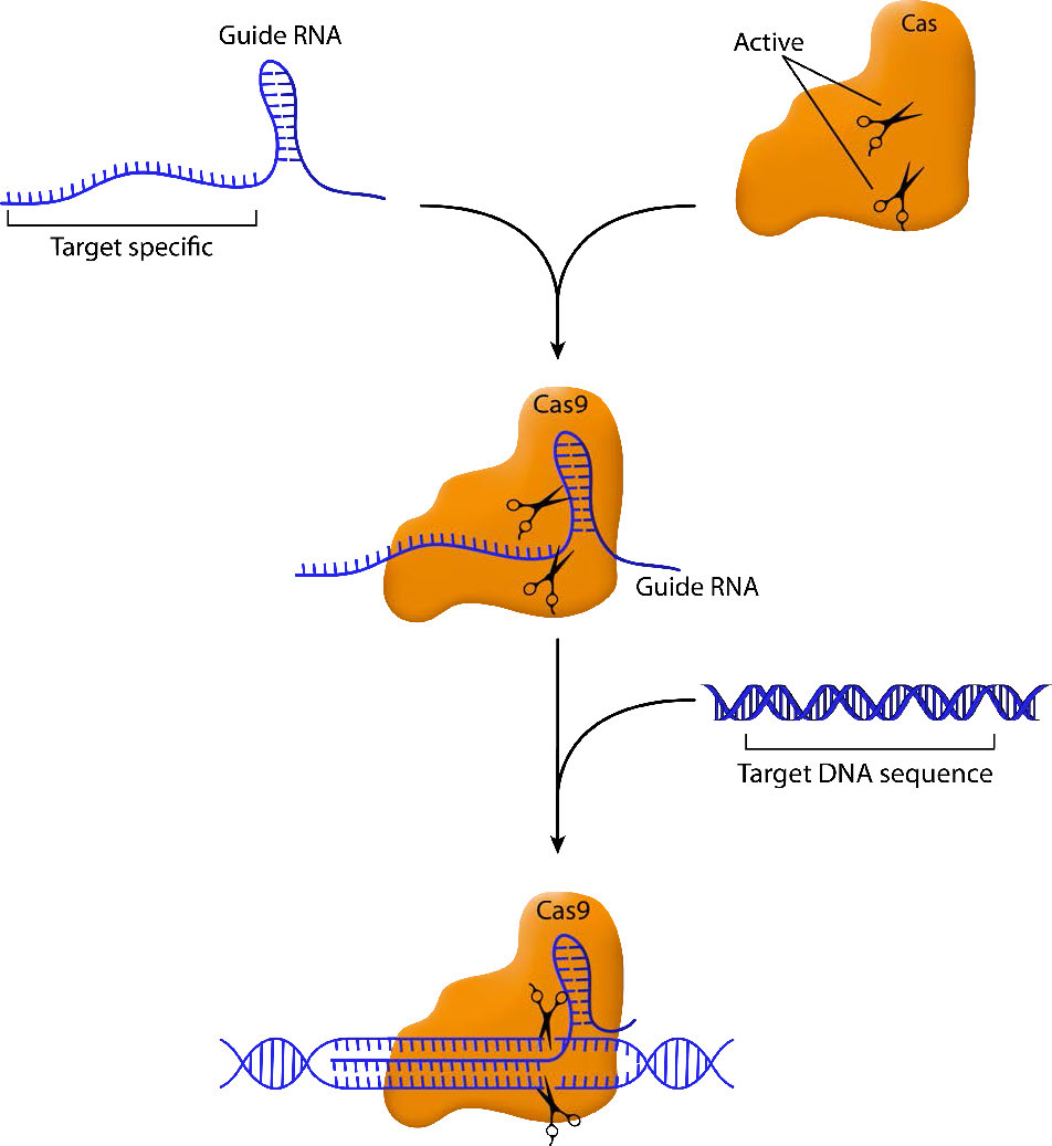Biochemistry_Page_891_Image_0002.jpg