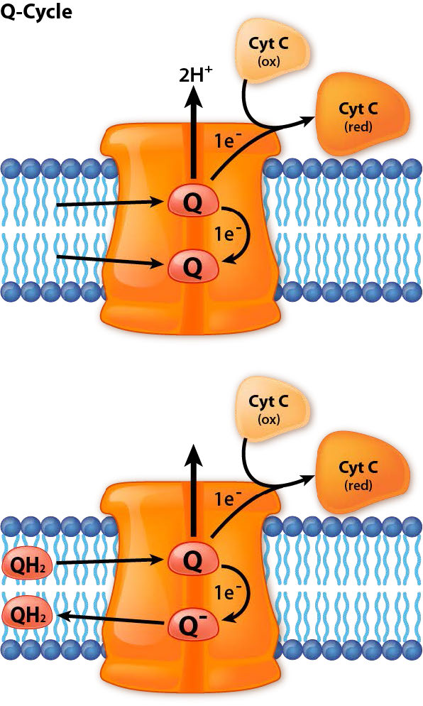 Biochemistry_Page_439_Image_0004.jpg
