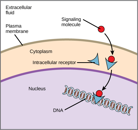 Esta ilustração mostra uma molécula de sinalização hidrofóbica que se difunde pela membrana plasmática e se liga a um receptor intracelular no citoplasma. O complexo de moléculas sinalizadoras do receptor intracelular então viaja até o núcleo e se liga ao DNA.