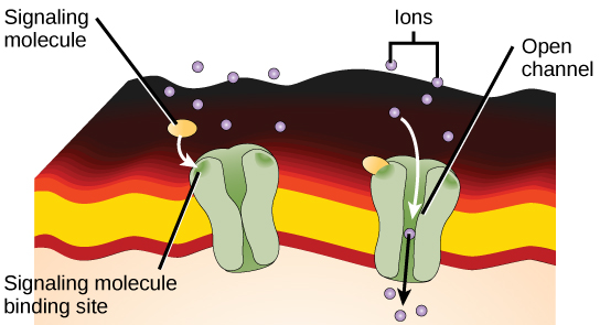 Esta ilustração mostra um canal iônico fechado que é fechado na ausência de uma molécula sinalizadora. Quando uma molécula sinalizadora se liga, um poro no meio do canal se abre, permitindo que os íons entrem na célula.