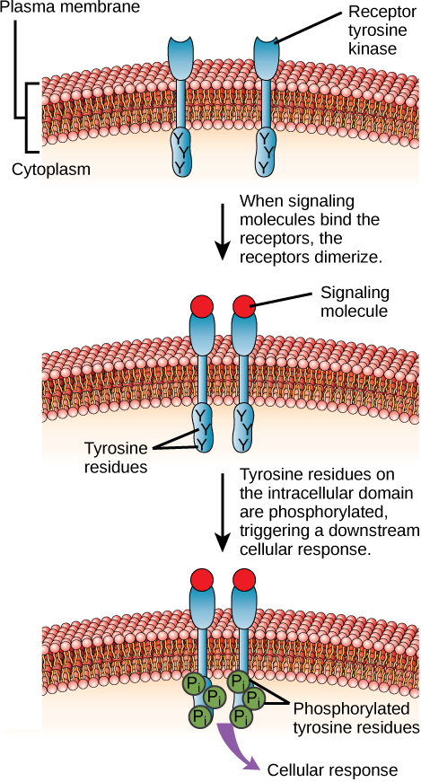 يُظهر هذا الرسم التوضيحي اثنين من مستقبلات مونومرات كيناز التيروزين المضمنة في غشاء البلازما. عند ربط جزيء الإشارة بالمجال خارج الخلية، تتلاشى المستقبلات. ثم يتم تسفير بقايا التيروزين الموجودة على السطح داخل الخلايا، مما يؤدي إلى استجابة خلوية.