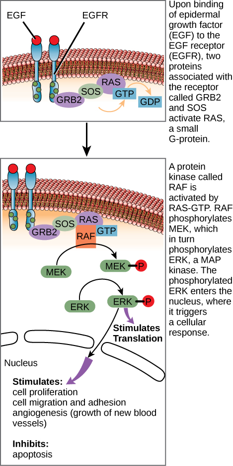 Cette illustration montre le récepteur du facteur de croissance épidermique, qui est intégré dans la membrane plasmique. Lors de la liaison d'une molécule de signalisation au domaine extracellulaire du récepteur, le récepteur se dimérise et les résidus intracellulaires sont phosphorylés. La phosphorylation du récepteur déclenche la phosphorylation d'une protéine appelée MEK par la RAF. Le MEK, à son tour, phosphoryle l'ERK. L'ERK stimule la traduction des protéines dans le cytoplasme et la transcription dans le noyau. L'activation de l'ERK stimule la prolifération cellulaire, la migration et l'adhésion cellulaires, ainsi que l'angiogenèse (croissance de nouveaux vaisseaux sanguins). L'ERK inhibe l'apoptose.
