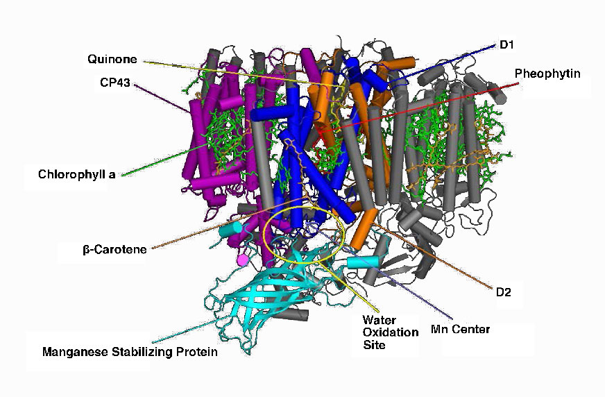 Biochemistry_Page_480_Image_0003.jpg