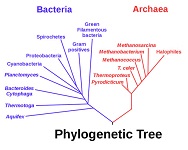 8: Microbial Evolution, Phylogeny, and Diversity