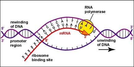 Image result for transcribing mrna from dna