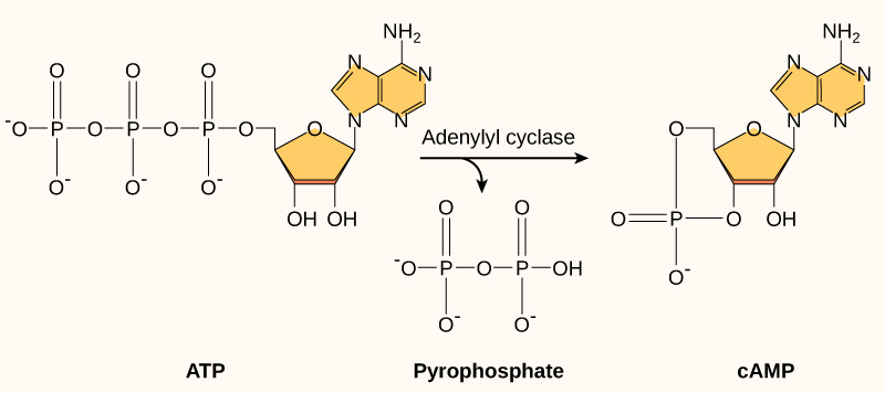 O AMP cíclico é produzido a partir do ATP pela enzima adenilil ciclase. No processo, uma molécula de pirofosfato composta por dois resíduos de fosfato é liberada. O AMP cíclico recebe esse nome porque o grupo fosfato está ligado ao anel de ribose em dois lugares, formando um círculo.