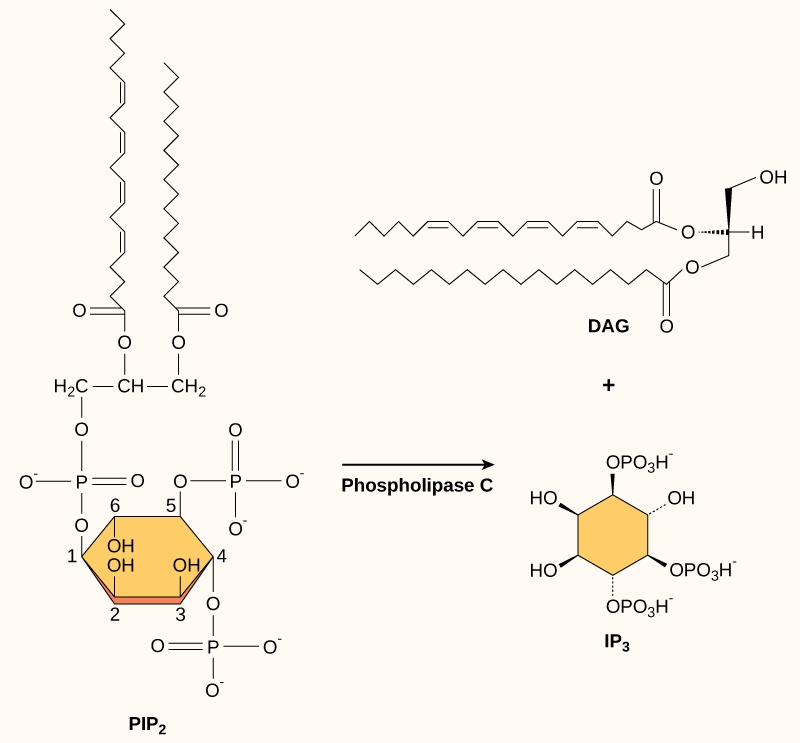 As estruturas moleculares de PIP_2, DAG e IP_3 são mostradas. O PIP_2 é um fosfolipídio que é clivado pela fosfolipase C para formar o DAG, que tem uma longa cauda hidrofóbica, e o IP_3, uma estrutura em anel com três fosfatos conectados.