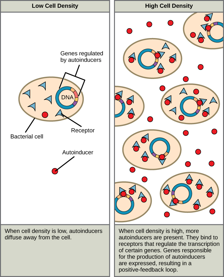 The left part of this illustration shows a single bacterial cell. The cell produces autoinducers, which diffuse away from the cell and cannot bind the intracellular receptor. The right part of this illustration shows many bacterial cells. More autoinducers are present, which bind receptors that in turn bind DNA and regulate the expression of certain genes. Autoinducer gene expression is turned on, resulting in a positive-feedback loop.