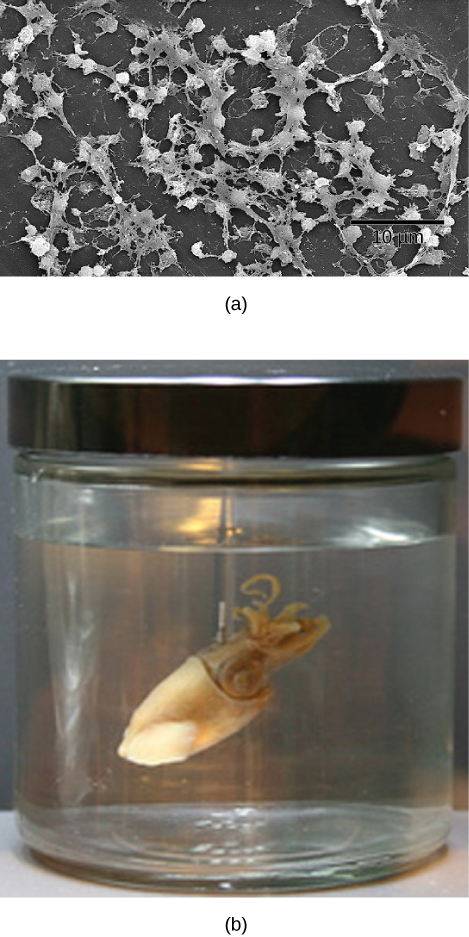 Parte a: Esta micrografia eletrônica mostra uma película de bactérias. Parte b: Esta foto mostra uma lula havaiana bobtail.