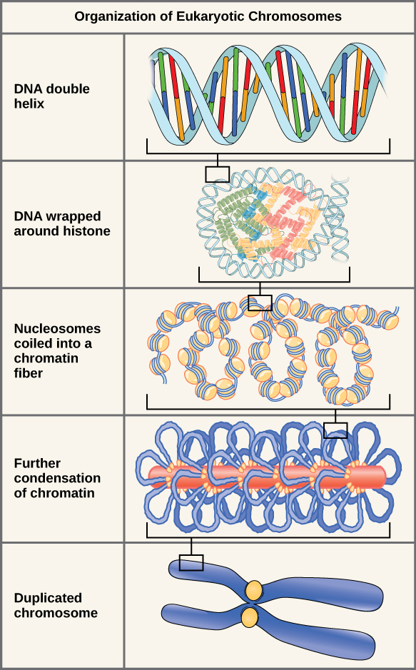 Existem cinco níveis de organização cromossômica. De cima para baixo: O painel superior mostra uma dupla hélice de DNA. O segundo painel mostra a dupla hélice envolvida em proteínas chamadas histonas. O painel central mostra toda a molécula de DNA envolvendo muitas histonas, criando a aparência de contas em uma corda. O quarto painel mostra que a fibra de cromatina se condensa ainda mais no cromossomo mostrado no painel inferior.