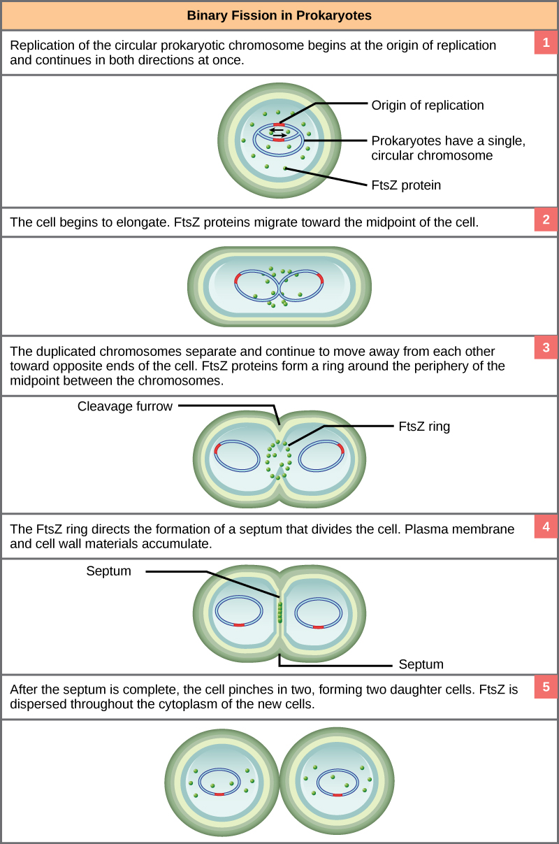 Cette illustration montre les étapes de la fission binaire chez les procaryotes. La réplication du chromosome circulaire unique commence à l'origine de la réplication et se poursuit simultanément dans les deux sens. Au fur et à mesure que l'ADN est répliqué, la cellule s'allonge et les protéines FtsZ migrent vers le centre de la cellule où elles forment un anneau. L'anneau FtsZ dirige la formation d'un septum qui divise la cellule en deux une fois la réplication de l'ADN terminée.