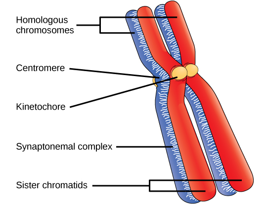Cette illustration représente deux paires de chromatides sœurs réunies pour former des chromosomes homologues. Les chromatides sont pincées ensemble au centromère et maintenues ensemble par le kinétochore. Un réseau protéique appelé complexe synaptonémal fusionne les chromosomes homologues sur toute leur longueur.