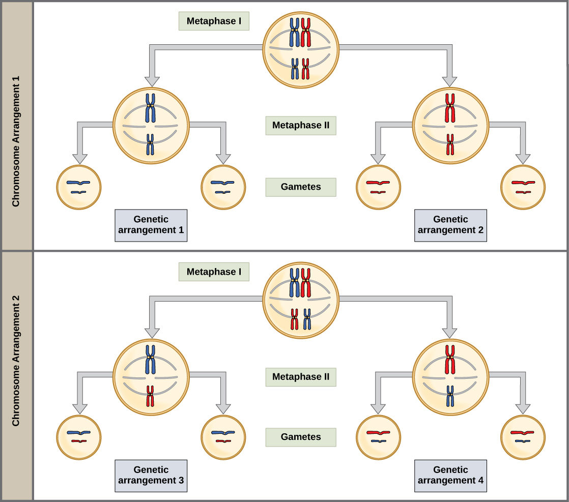 يوضح هذا الرسم التوضيحي أنه في خلية تحتوي على مجموعة من اثنين من الكروموسومات، يمكن أن تؤدي أربعة ترتيبات محتملة للكروموسومات إلى ظهور ثمانية أنواع مختلفة من الأمشاج. هذه هي الترتيبات الثمانية الممكنة للكروموسومات التي يمكن أن تحدث أثناء الانقسام الاختزالي لكروموسومين.