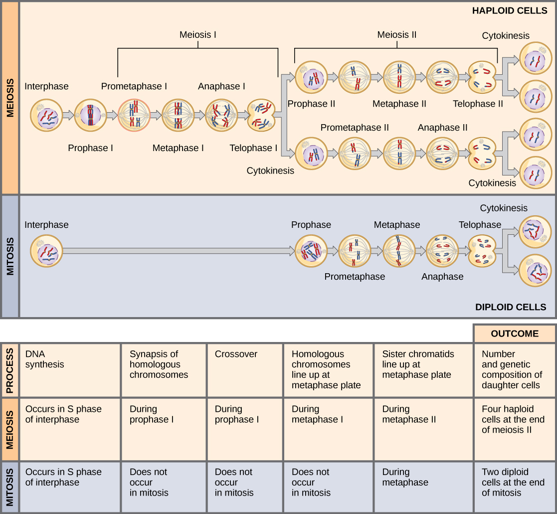 Cette illustration compare la méiose et la mitose. Dans la méiose, il y a deux cycles de division cellulaire, alors qu'il n'y a qu'un seul cycle de division cellulaire dans la mitose. En mitose et en méiose, la synthèse de l'ADN se produit pendant la phase S. La synapse des chromosomes homologues se produit dans la prophase I de la méiose, mais ne se produit pas lors de la mitose. Le croisement des chromosomes se produit lors de la prophase I de la méiose, mais ne se produit pas lors de la mitose. Des paires homologues de chromosomes s'alignent sur la plaque de métaphase pendant la métaphase I de la méiose, mais pas pendant la mitose. Les chromatides sœurs s'alignent sur la plaque de métaphase au cours de la métaphase II de la méiose et de la métaphase de la mitose. Le résultat de la méiose est de quatre cellules filles haploïdes et le résultat de la mitose est de deux cellules filles diploïdes.