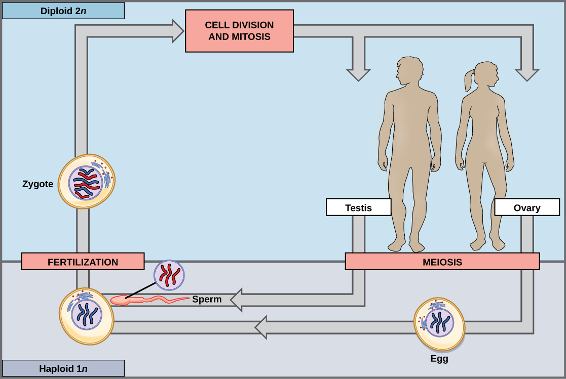 Esta ilustración muestra el ciclo de vida de los animales. A través de la meiosis, los machos adultos producen espermatozoides haploides (1n) y las hembras adultas producen óvulos haploides. Tras la fertilización, se forma un cigoto diploide (2n) que, a través de la mitosis y la división celular, crece hasta convertirse en un adulto.