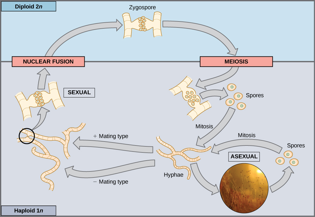 Cette illustration montre le cycle de vie des champignons. Chez les champignons, la zygospore diploïde (2n) subit une méiose pour former des spores haploïdes (1n). La mitose des spores se produit pour former des hyphes. Les hyphes peuvent se reproduire asexuée pour former plus de spores, ou ils forment des types d'accouplement positifs et négatifs qui subissent une fusion nucléaire pour former une zygospore.