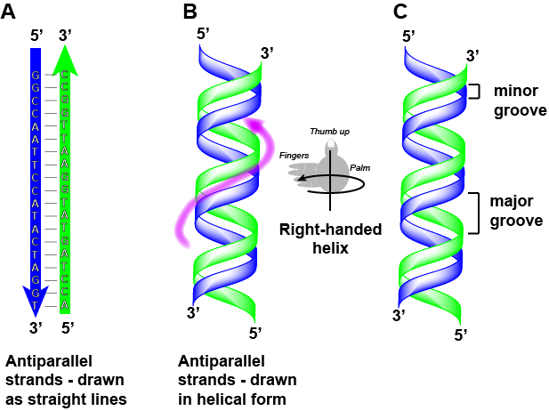 dna_groovy2.png