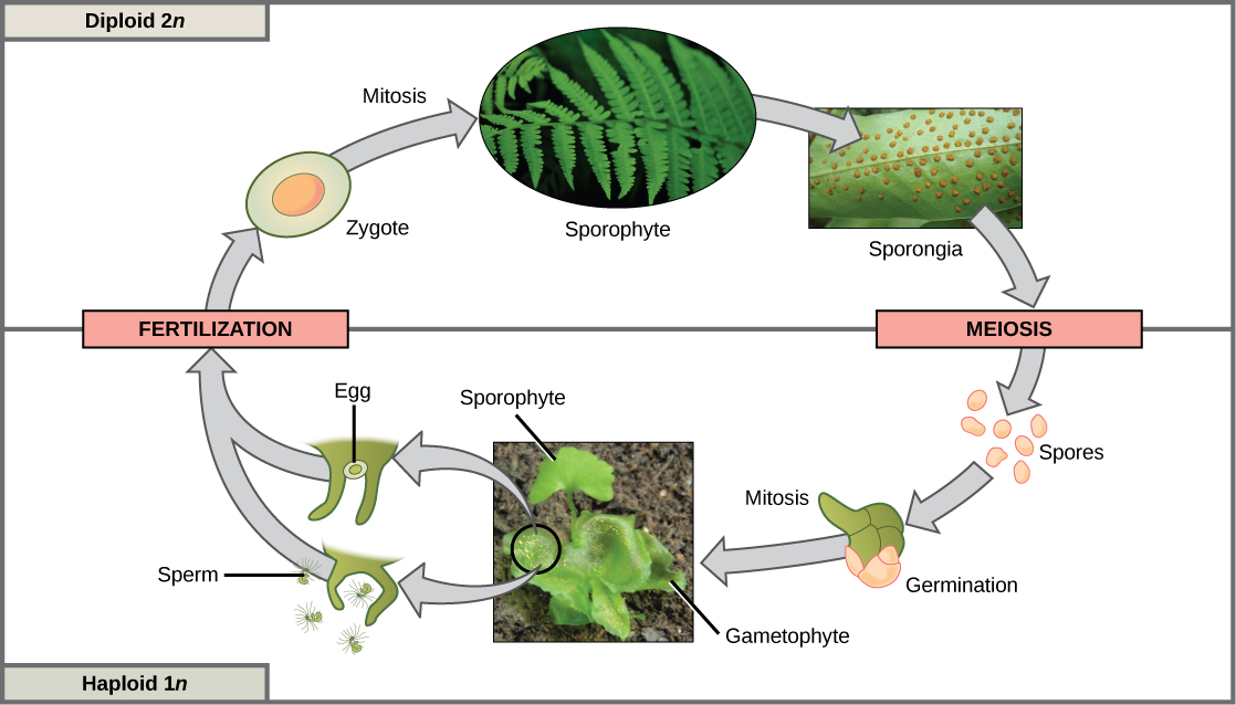 Cette illustration montre le cycle de vie des fougères. Le zygote diploïde (2n) subit une mitose pour produire le sphorophyte, une plante feuillue familière. Des sporanges se forment sur la face inférieure des feuilles du sphorophyte. Les sporanges subissent une méiose pour former des spores haploïdes (1n). Les spores germent et subissent une mitose pour former un gamétophyte feuillu multicellulaire. Le gamétophyte produit des ovules et des spermatozoïdes. Lors de la fécondation, l'ovule et le sperme forment un zygote diploïde.