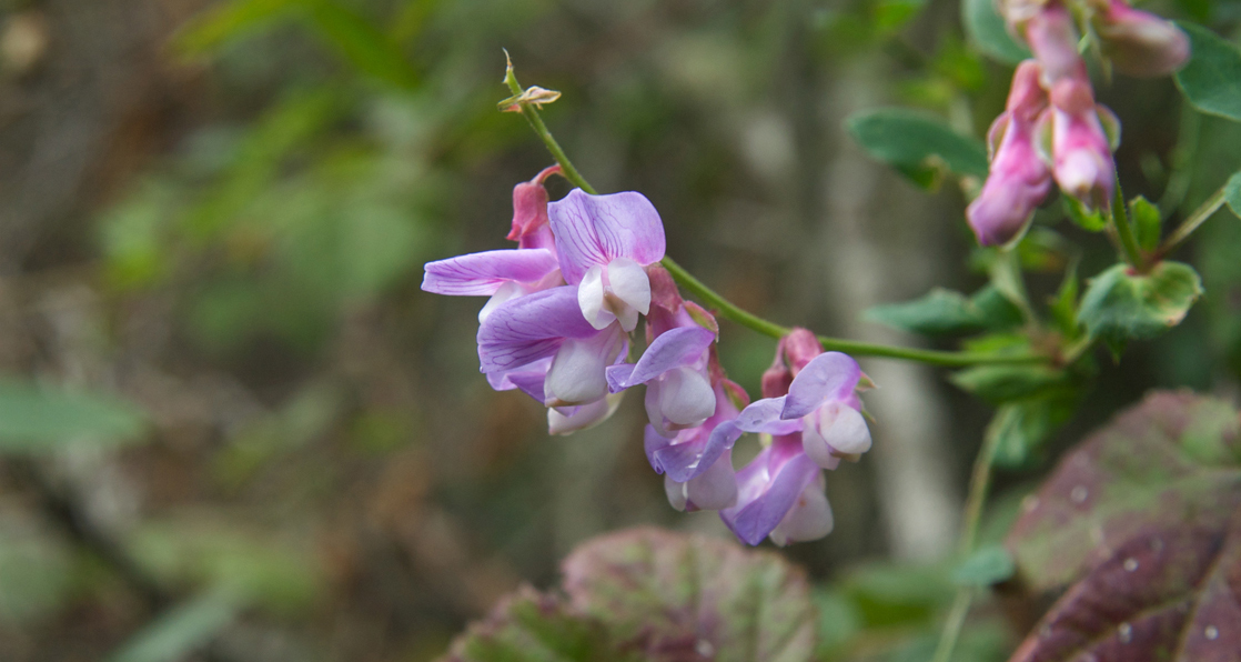 照片显示的是豌豆植物花，紫色的花瓣会向后折叠。
