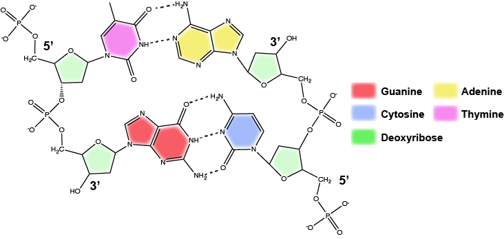 S2018_Lecture05_Reading - Biology LibreTexts