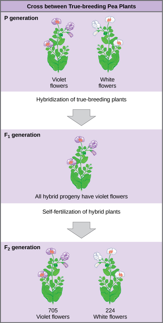 Le diagramme montre un croisement entre des plants de pois qui se reproduisent correctement pour la couleur des fleurs violettes et des plantes qui se reproduisent réellement pour la couleur des fleurs blanches. Cette fertilisation croisée de la génération P a donné naissance à une génération F_ {1} avec toutes les fleurs violettes. L'autofécondation de la génération F_ {1} a donné naissance à une génération F_ {2} composée de 705 plantes à fleurs violettes et de 224 plantes à fleurs blanches.