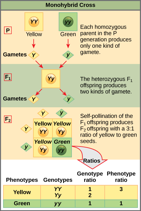Esta ilustración muestra un cruce monohíbrido. En la generación P, uno de los progenitores tiene un fenotipo amarillo dominante y el genotipo YY, y el otro progenitor tiene el fenotipo verde recesivo y el genotipo yy. Cada progenitor produce un tipo de gameto, dando como resultado una generación F_ {1} con un fenotipo amarillo dominante y el genotipo Yy. La autopolinización de la generación F_ {1} da como resultado una generación F_ {2} con una proporción de 3 a 1 de guisantes amarillos a verdes. Una de cada tres plantas de guisante amarillo tiene un genotipo dominante de YY, y 2 de 3 tienen el fenotipo heterocigótico Yy. La planta homocigótica recesiva tiene el fenotipo verde y el genotipo yy.