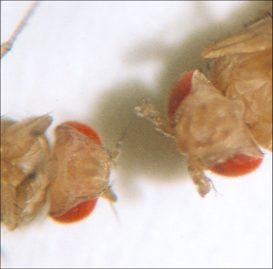 Cette photo montre une drosophile qui a des antennes normales sur la tête et un mutant qui a des pattes sur la tête.