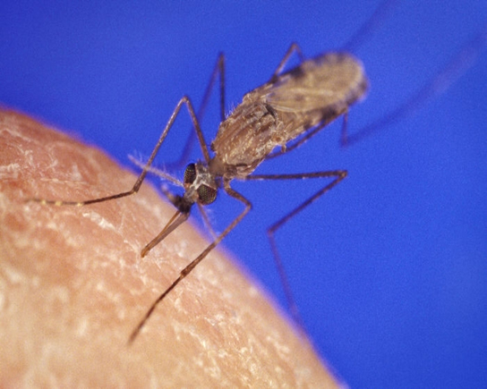 La photo a montre le moustique Anopheles gambiae, porteur du paludisme. La photo b montre une micrographie de Plasmodium falciparum en forme de faucille, le parasite responsable du paludisme. Le plasmodium mesure environ 0,75 micron de diamètre.