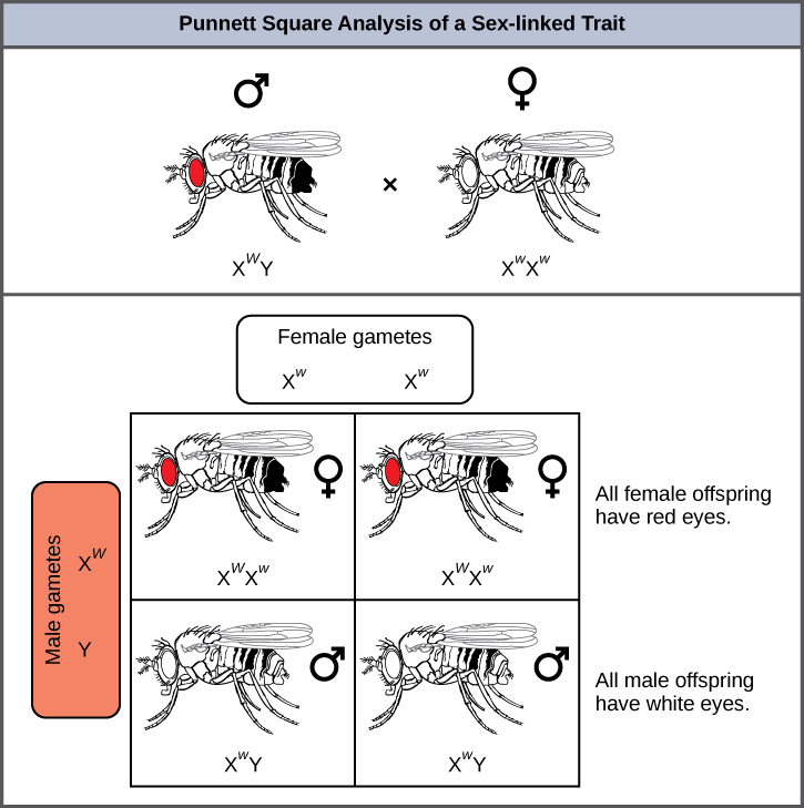 这幅插图显示了 Punnett square 对果蝇眼颜色的分析，这是一种与性别相关的特征。 具有基因型 X^ {w} Y 的红眼雄性果蝇与基因型 X^ {w} X^ {w} 的白眼雌性果蝇交叉。 所有雌性后代都从父亲那里获得显性的 W 等位基因，从母亲那里获得隐性 w 等位基因，因此是杂合显性的，眼睛颜色为红眼。 所有雄性后代都从母亲那里获得隐性 w 等位基因，从父亲那里获得一个 Y 染色体，因此是半隐性遗传，眼睛颜色为白眼。