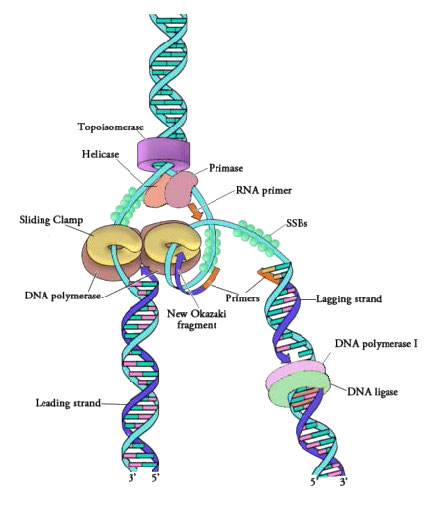 Biochemistry_Page_712_Image_0002.jpg