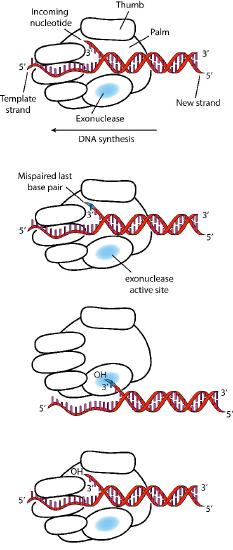 Biochemistry_Page_719_Image_0002.jpg