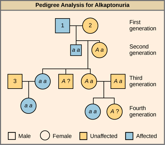 This is a pedigree of a family that carries the recessive disorder alkaptonuria. In the second generation, an unaffected mother and an affected father have three children. One child has the disorder, so the genotype of the mother must be Aa and the genotype of the father is aa. One unaffected child goes on to have two children, one affected and one unaffected. Because her husband was not affected, she and her husband must both be heterozygous. The genotype of their unaffected child is unknown, and is designated A?. In the third generation, the other unaffected child had no offspring, and his genotype is therefore also unknown. The affected third-generation child goes on to have one child with the disorder. Her husband is unaffected and is labeled “3.” The first generation father is affected and is labeled “1.” The first generation mother is unaffected and is labeled “2.”  The Exercise question asks the genotype of the three numbered individuals. 