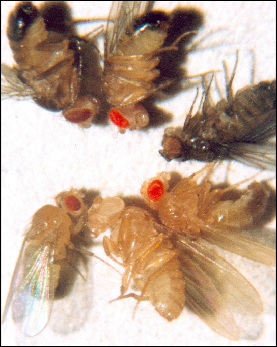 La foto muestra seis moscas de la fruta, cada una con un color de ojos diferente.