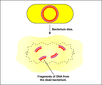 Transformation: Step 1: A donor bacterium dies and is degraded.