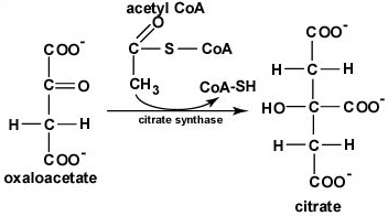 The Citric Acid Cycle, Step 1. The citric acid cycle begins when Coenzyme A transfers its 2-carbon acetyl group to the 4-carbon compound oxaloacetate to form the 6-carbon molecule citrate.