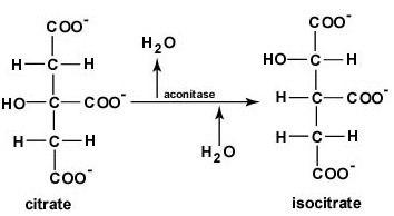 The Citric Acid Cycle, Step 2. The citrate is rearranged to form an isomeric form, isocitrate.