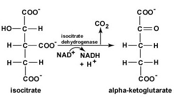 El Ciclo del Ácido Cítrico, Paso 3. El isocitrato de 6 carbonos se oxida y se elimina una molécula de dióxido de carbono produciendo la molécula de 5 carbonos alfa-cetoglutarato. Durante esta oxidación, el NAD+ se reduce a NADH + H+.