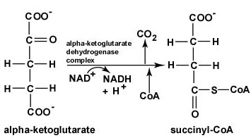 The Citric Acid Cycle, Step 4. Alpha-ketoglutarate is oxidized, carbon dioxide is removed, and coenzyme A is added to form the 4-carbon compound succinyl CoA. During this oxidation, NAD+ is reduced to NADH + H+.