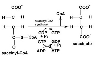 El Ciclo del Ácido Cítrico, Paso 5. Se elimina CoA de succinil-CoA para producir succinato. La energía liberada se utiliza para hacer trifosfato de guanosina (GTP) a partir de guanosina difosfato (GDP) y Pi por fosforilación a nivel de sustrato. Entonces se puede usar GTP para hacer ATP.