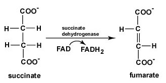 El Ciclo del Ácido Cítrico, Paso 6. El succinato se oxida a fumarato. Durante esta oxidación, el FAD se reduce a FADH2.