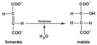 El Ciclo del Ácido Cítrico, Paso 7. Se agrega agua al fumarato para formar malato.