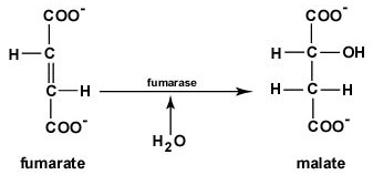 The Citric Acid Cycle, Step 7. Water is added to fumarate to form malate.