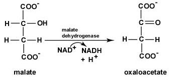 The Citric Acid Cycle, Step 8. Malate is oxidized to produce oxaloacetate, the starting compound of the citric acid cycle. During this oxidation, NAD+ is reduced to NADH + H+.