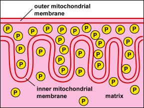 Accumulo di protoni all'interno dello Spazio Intermembrana dei mitocondri. Nei mitocondri delle cellule eucariotiche, i protoni (H+) vengono trasportati dalla matrice allo spazio intermembrana tra le membrane mitocondriali interne ed esterne per produrre la forza motrice del protone.