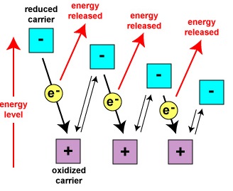 Liberación de Energía de un Sistema de Transporte de Electrones. En un sistema de transporte de electrones, los electrones pasan de portador a portador a través de una serie de reacciones de oxidación-reducción. Durante cada transferencia, se libera algo de energía.