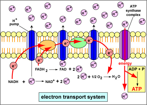 produkce ATP během aerobního dýchání oxidační fosforylací zahrnující elektronový transportní systém a Chemiosmózu.