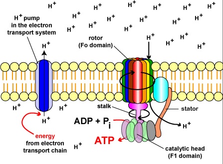 ATP-syntase, der genererer ATP. Den kemiosmotiske teori forklarer funktionen af elektrontransportkæder. Ifølge denne teori frigiver overførslen af elektroner ned ad et elektrontransportsystem gennem en række iltningsreduktionsreaktioner energi.