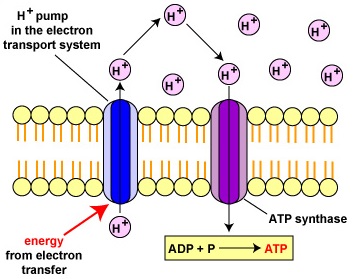 Development of Proton Motive Force from Chemiosmosis and Generation of ATP.  In an electron transport system, energy from electron transfer during oxidation-reduction reactions enables certain carriers to transport protons (H+) across a membrane.