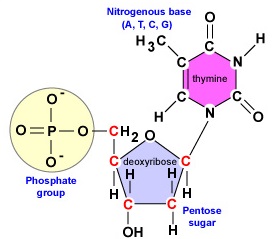 A Deoxyribonucleotide. Note the phosphate group attached to the 5' carbon of the deoxyribose and the nitrogenous base, in this case thymine, attached to the 1' carbon.